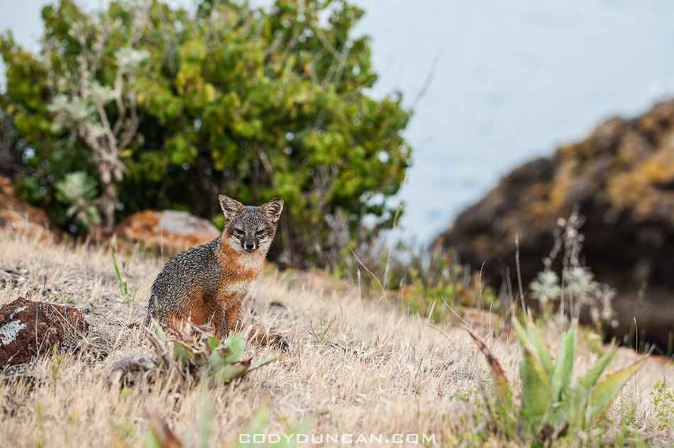 Santa Cruz Island Fox Photos, Channel Islands national park Cody
