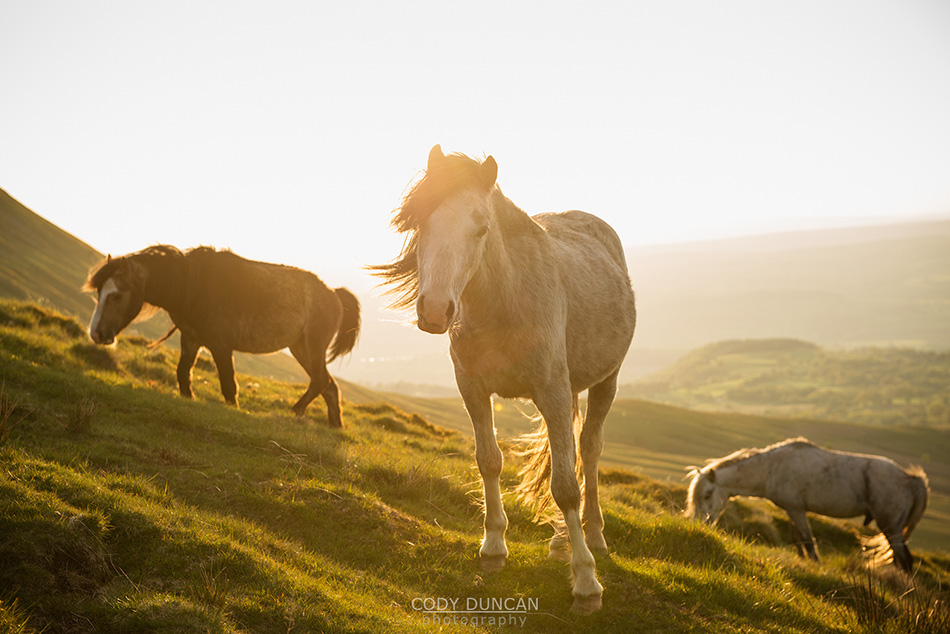 Wild Welsh Mountain Pony near Hay Bluff, Black Mountains, Brecon Beacons national park, Wales