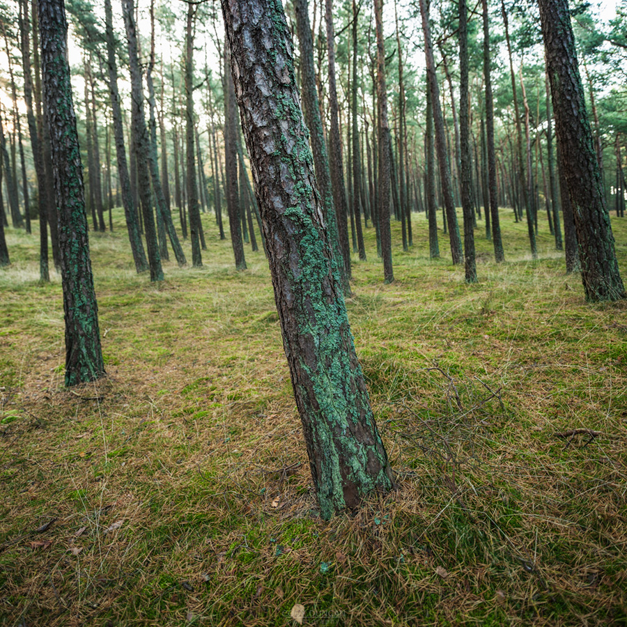 Coastal forest, Curonian Spit, Lithuania