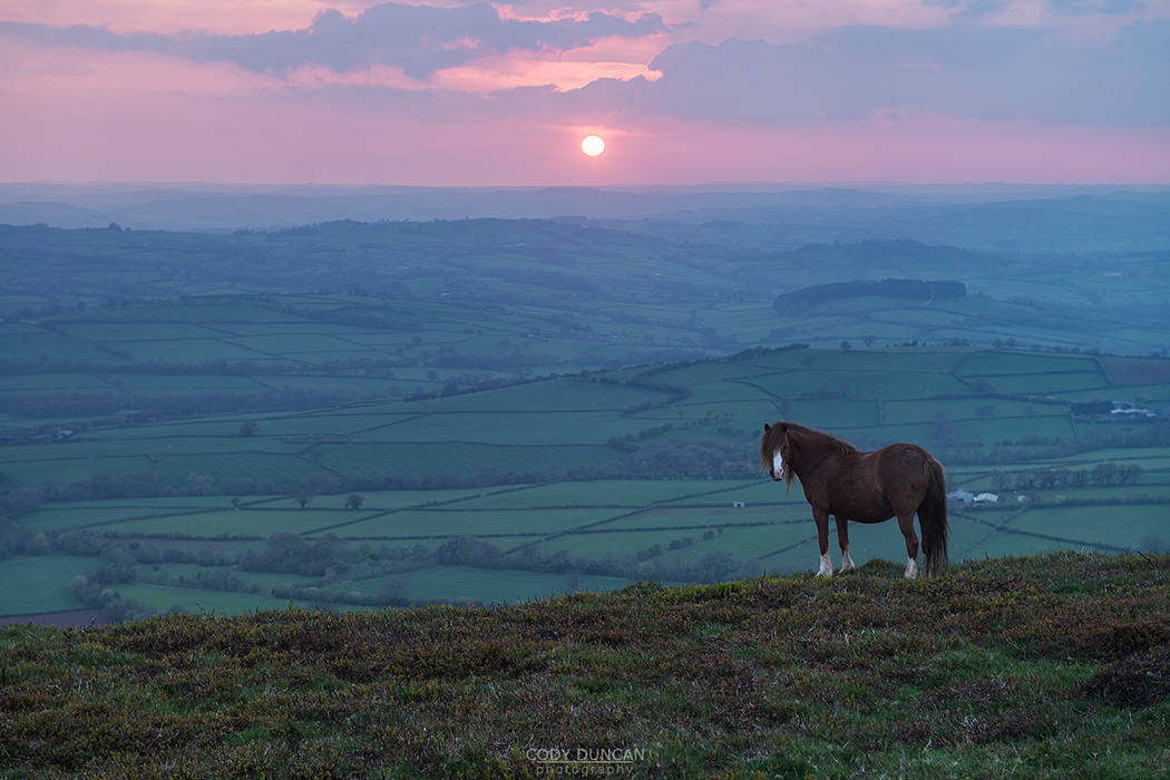 Wild Welsh Mountain Pony at sunset on Mynydd Llangorse, Brecon Beacons national park, Wales