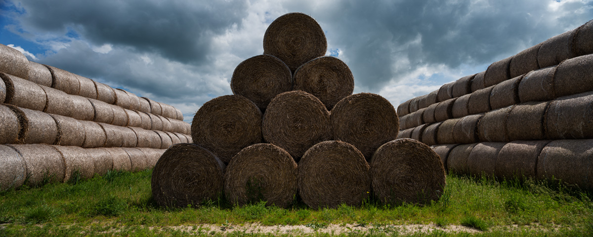 Bales of hay stacked in field, Grabine - Grabina, Prudnik County, Opole Voivodship, Silesia, Poland
